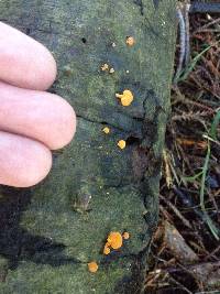 Favolaschia calocera image