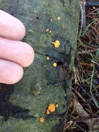 Favolaschia calocera image