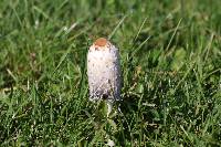 Coprinus comatus image