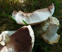 Agaricus xanthodermus image