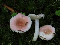 Russula betularum image