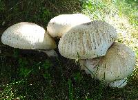 Agaricus xanthodermus image