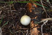 Psilocybe weraroa image