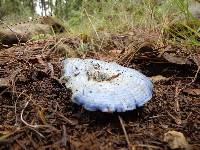 Lactarius indigo image