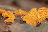 Favolaschia calocera image