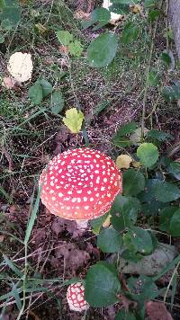 Amanita muscaria image