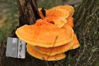 Laetiporus sulphureus image