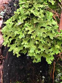 Lobaria pulmonaria image