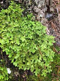 Lobaria pulmonaria image