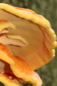 Laetiporus sulphureus image