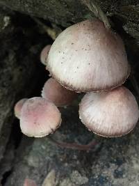 Mycena haematopus image