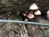 Mycena haematopus image