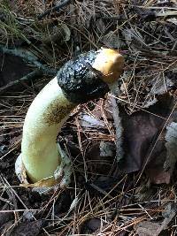 Phallus impudicus var. impudicus image