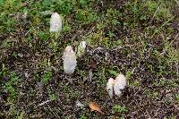 Coprinus comatus image