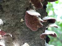 Trichaptum biforme image