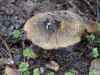 Lactarius turpis image