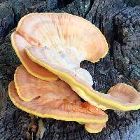 Laetiporus gilbertsonii image