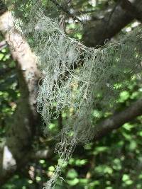 Ramalina menziesii image