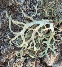 Evernia prunastri image