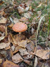 Amanita muscaria image