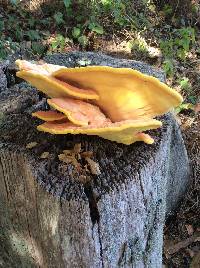 Laetiporus gilbertsonii image