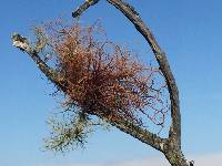 Usnea rubicunda image