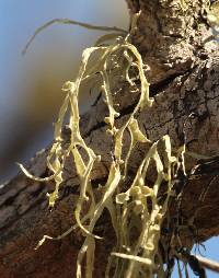 Ramalina leptocarpha image