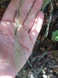 Ramalina menziesii image