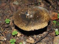 Lactarius turpis image