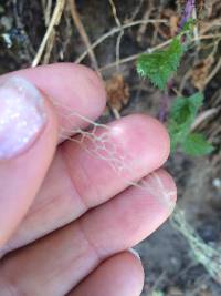 Ramalina menziesii image