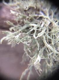 Ramalina farinacea image