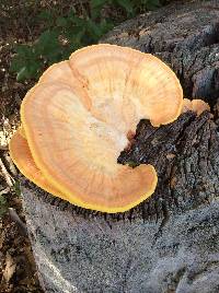 Laetiporus gilbertsonii image