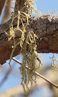 Ramalina leptocarpha image