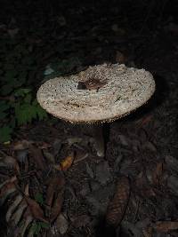 Macrolepiota procera var. procera image