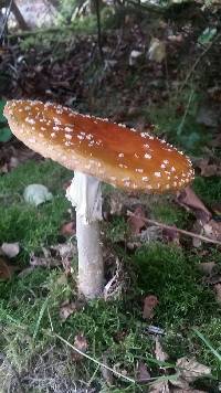 Amanita muscaria image