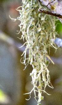 Ramalina leptocarpha image