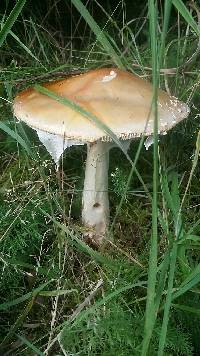 Amanita muscaria image