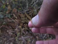 Usnea rubicunda image