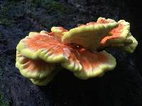 Laetiporus sulphureus image