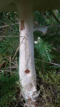 Amanita muscaria image