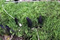 Xylaria polymorpha image