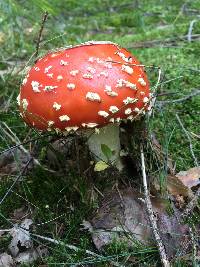 Amanita muscaria image