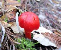 Clavaria fragilis image