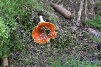 Amanita muscaria image