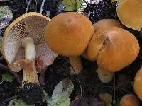 Image of Pholiota spectabilis