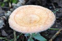 Lactarius torminosus image