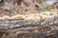 Trametes versicolor image