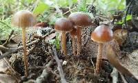 Psilocybe coprophila image