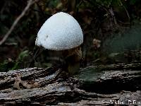 Volvariella bombycina image