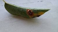 Gymnosporangium sabinae image